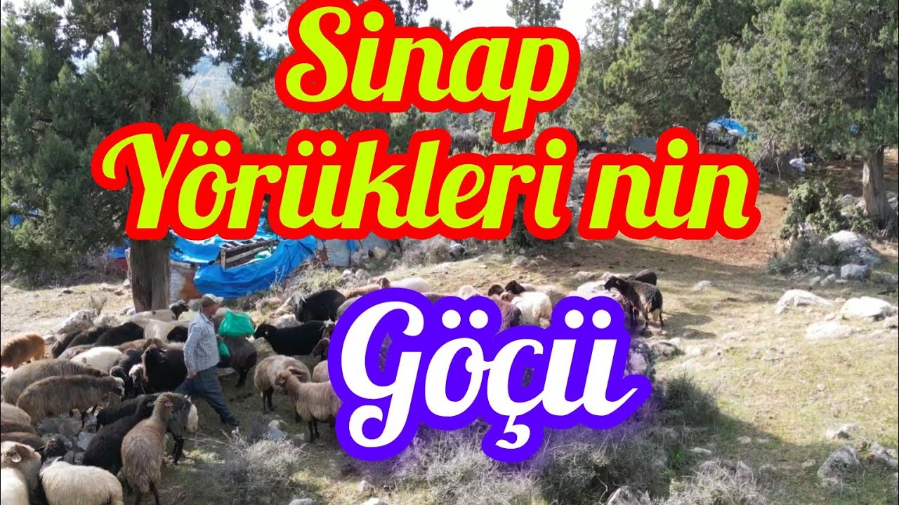 Yörüklerin unutulmaz hikayesi: SİNAP YAYLA GÖÇÜ