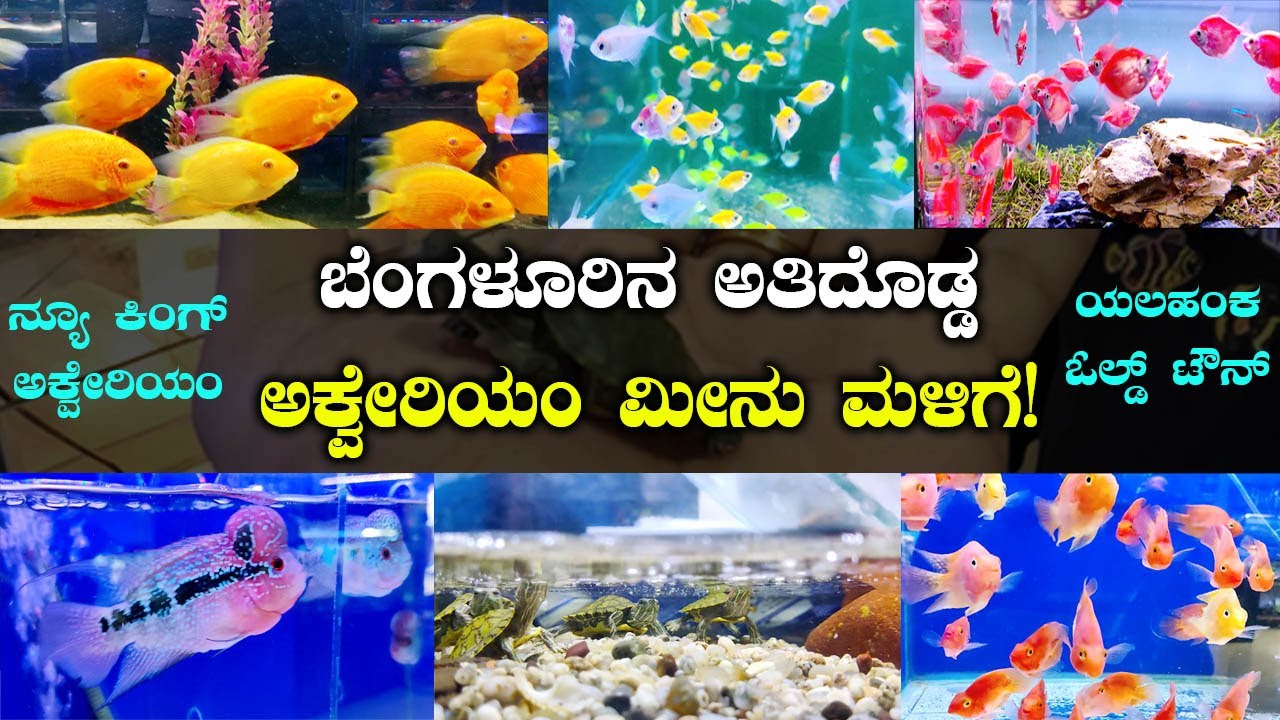 Biggest Aquarium Shop in Bangalore New King Aquarium | New Stock Update with Prices | Kannada Vlogs