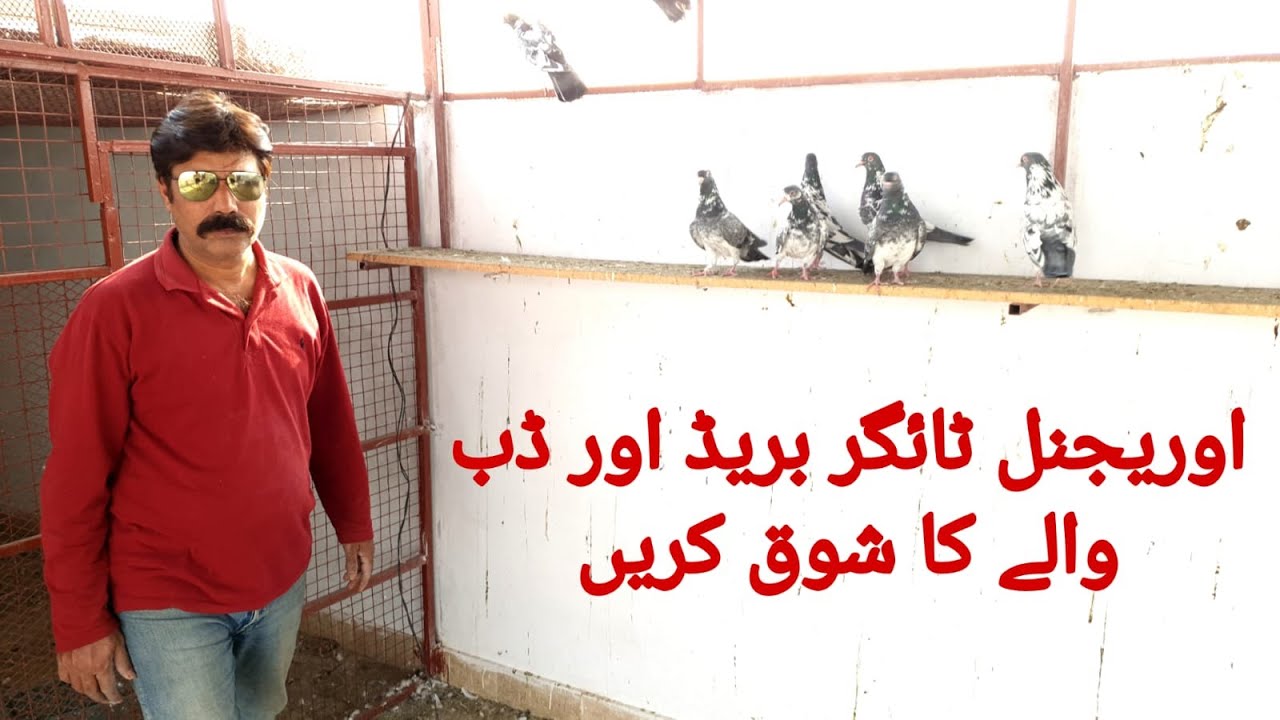 Top 10 Original Tiger Breed and Dub Walay Pigeons | Shahid Rajput Pigeons | Hindi / Urdu