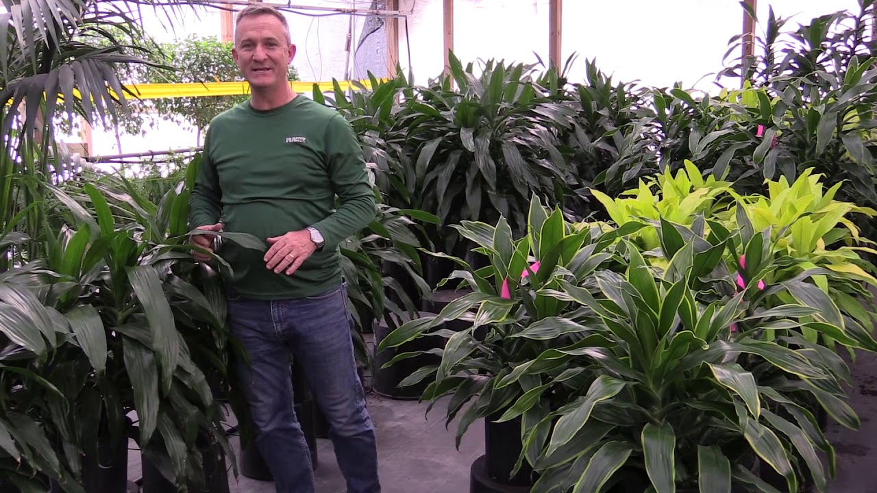 Plantz.com Janet Craig Availability