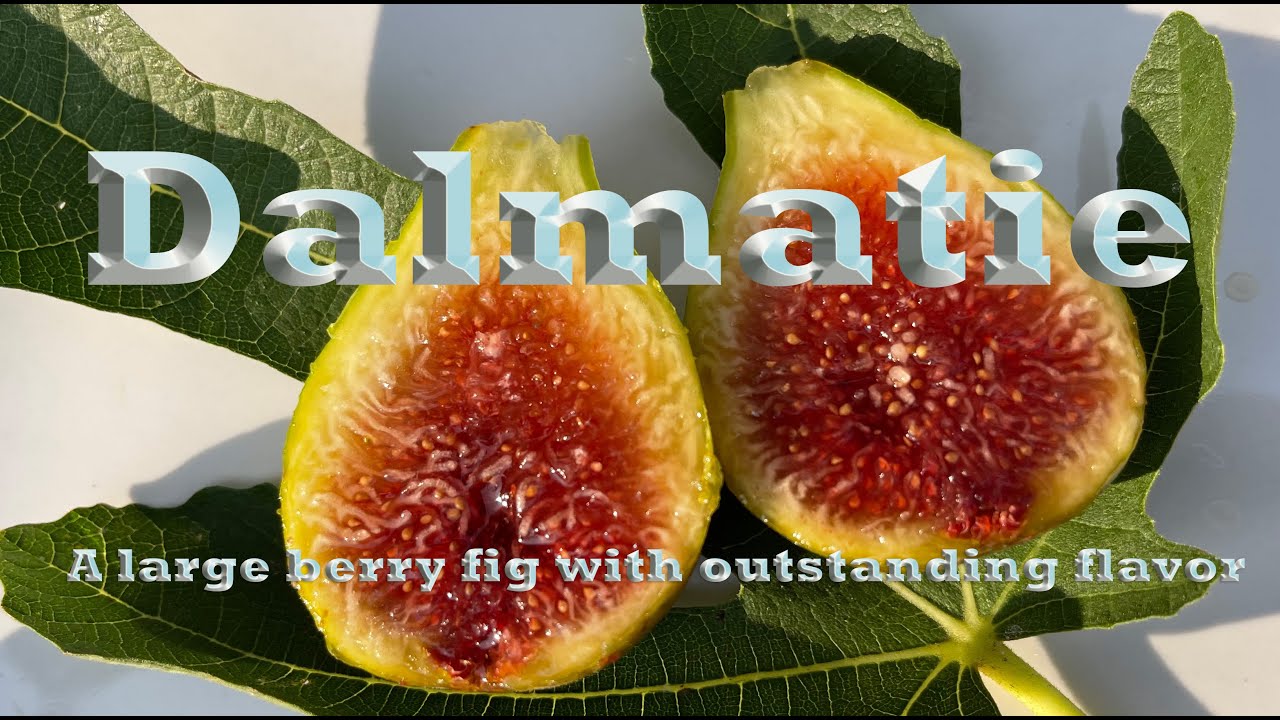 Dalmatie - A large green skinned berry fig with superb flavor!