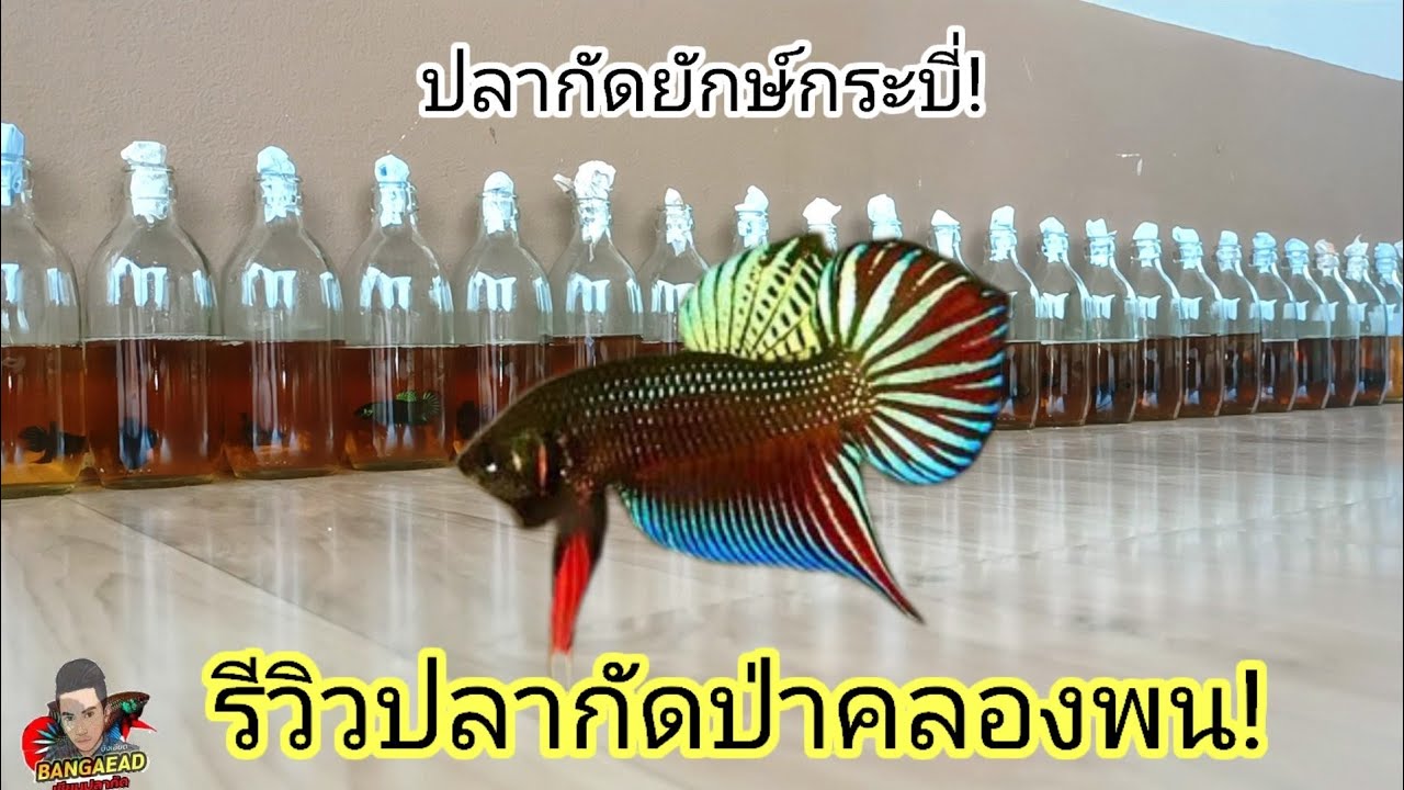 รีวิวปลากัดป่า บ้านคลองพน ตัวใหญ่มาก เต็มขวดเลย!
