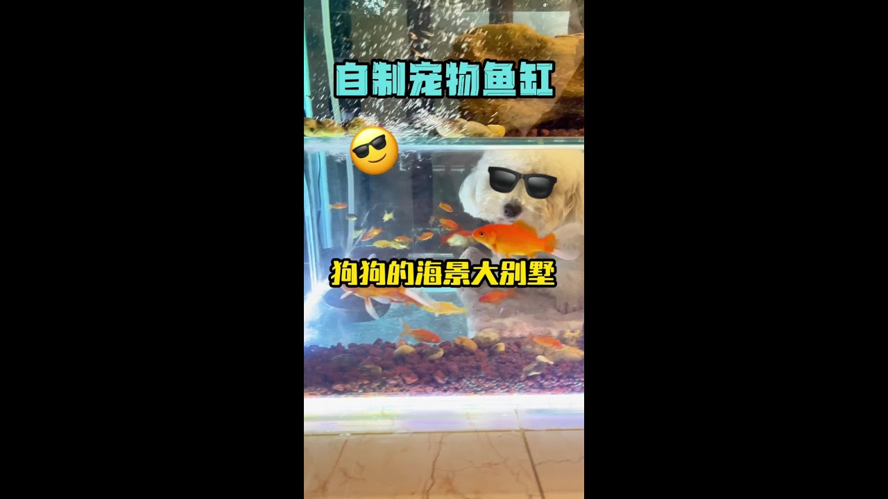 自制狗狗的海景大别墅，我认为它是鱼缸中的战斗鸡，看到视频的你，今年肯定多添置一套大别墅