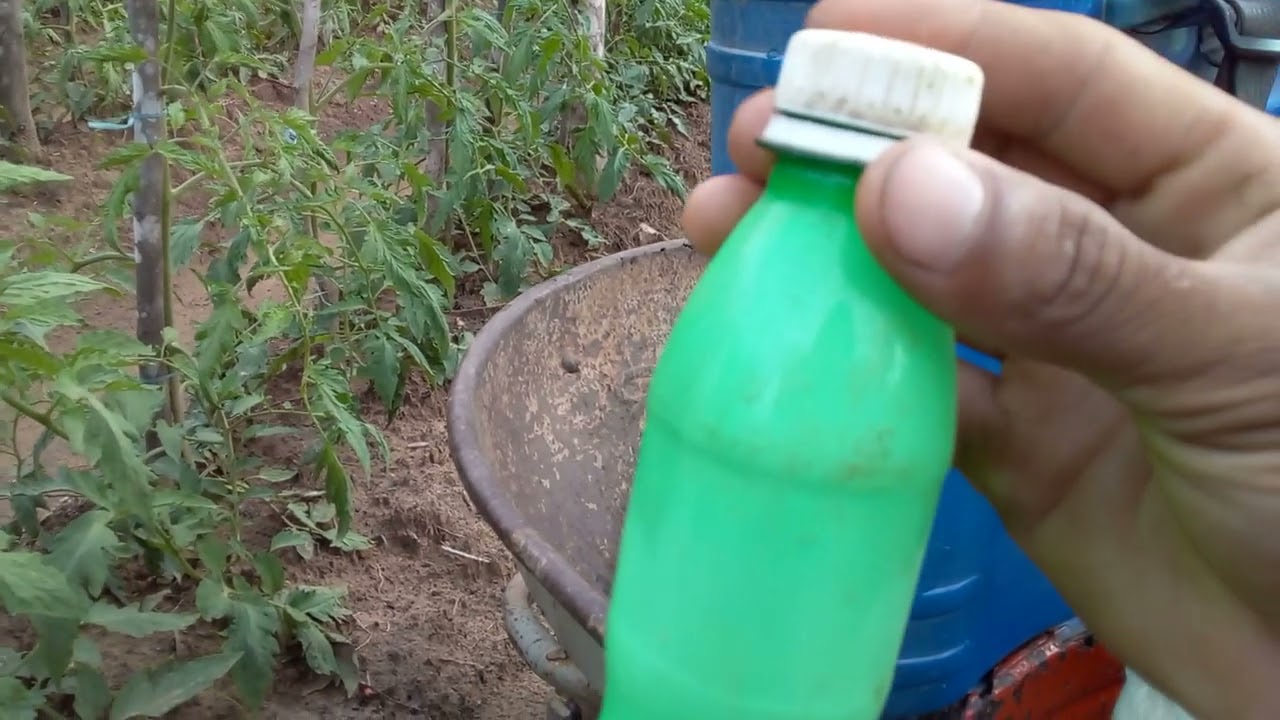 como fazer o controle da larva minadora do tomate