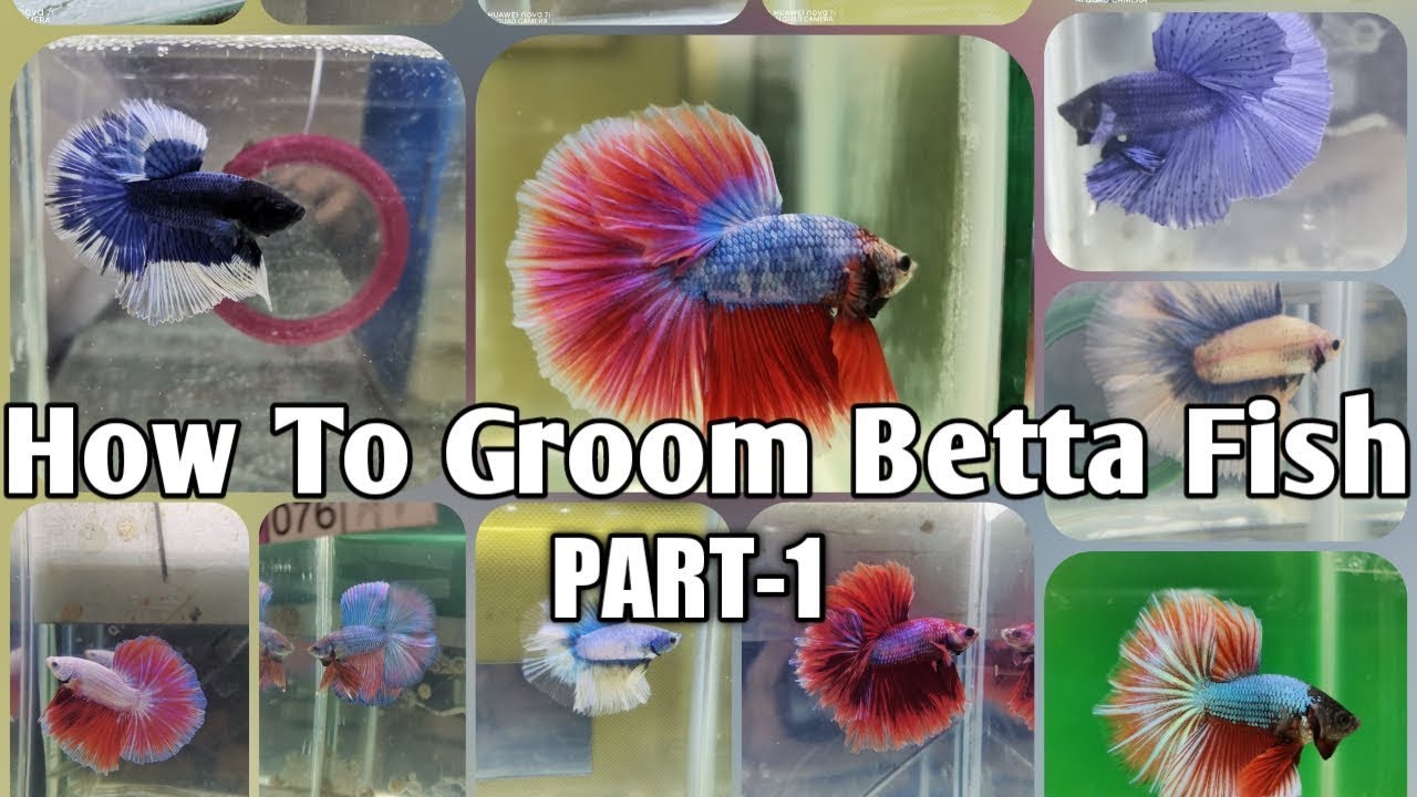 How To Groom Betta Fish (Part-1) -Judo Sairu TV