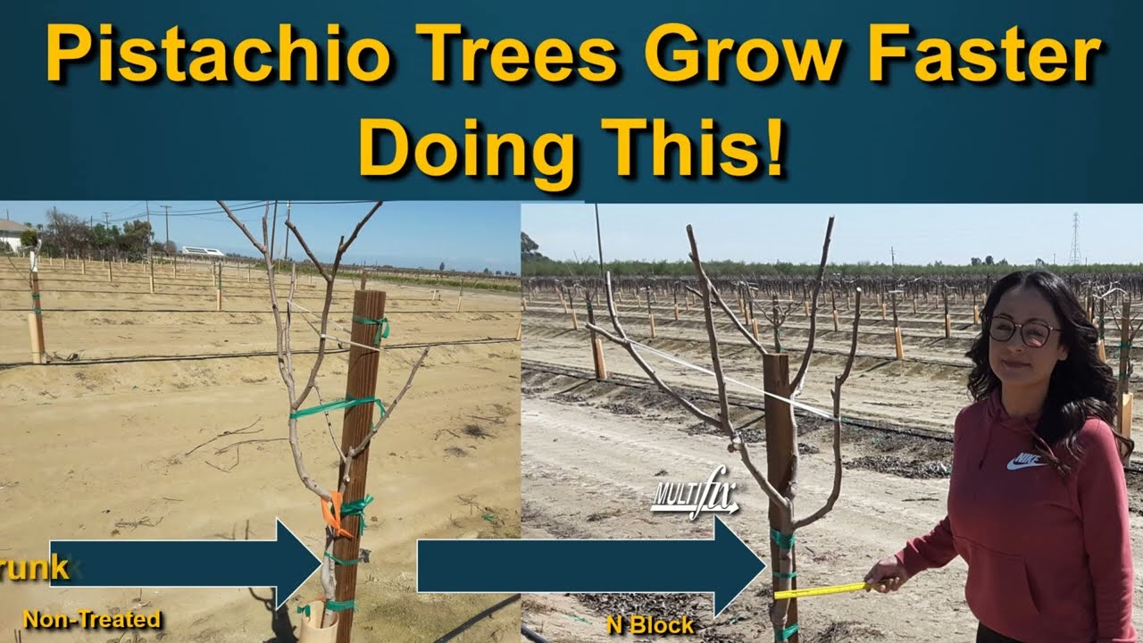 Pistachio Trees are 53% Larger at Two Years with MultiFIX®
