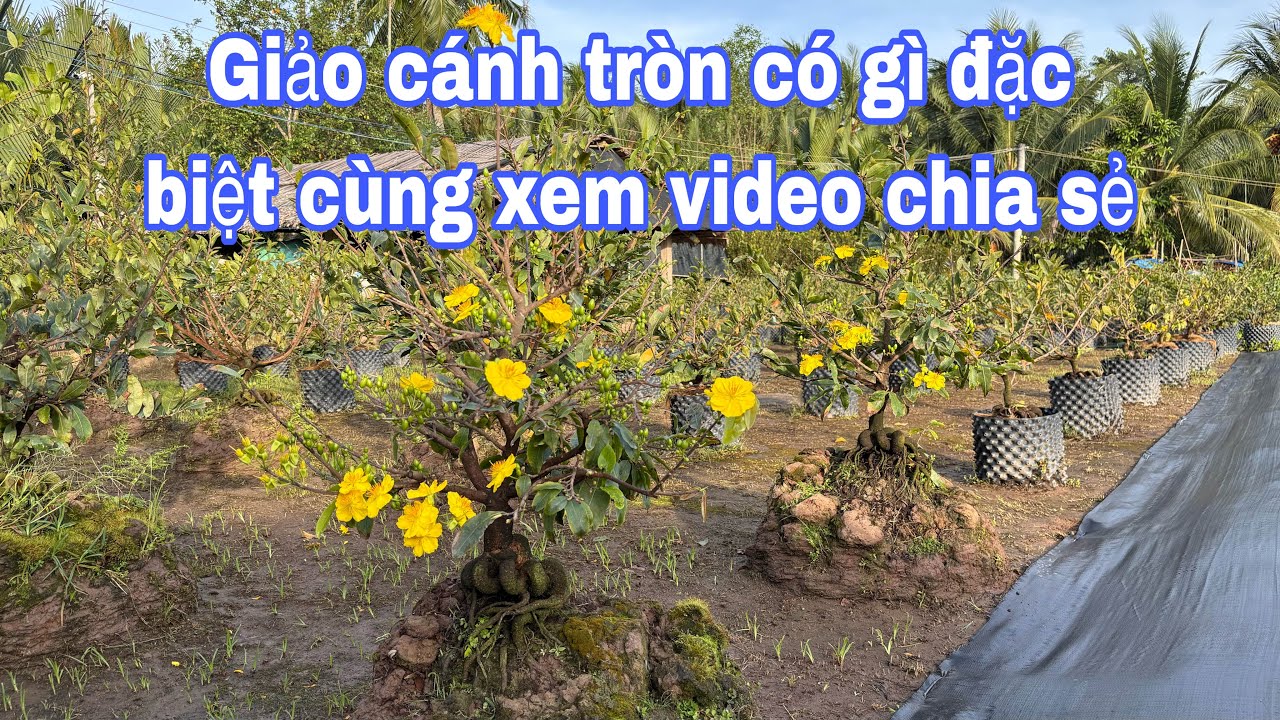 Chia sẻ mặc hoa cánh tròn và siêu bông bình lợi ( Zalo 0983946649)ngày 18/2/2026