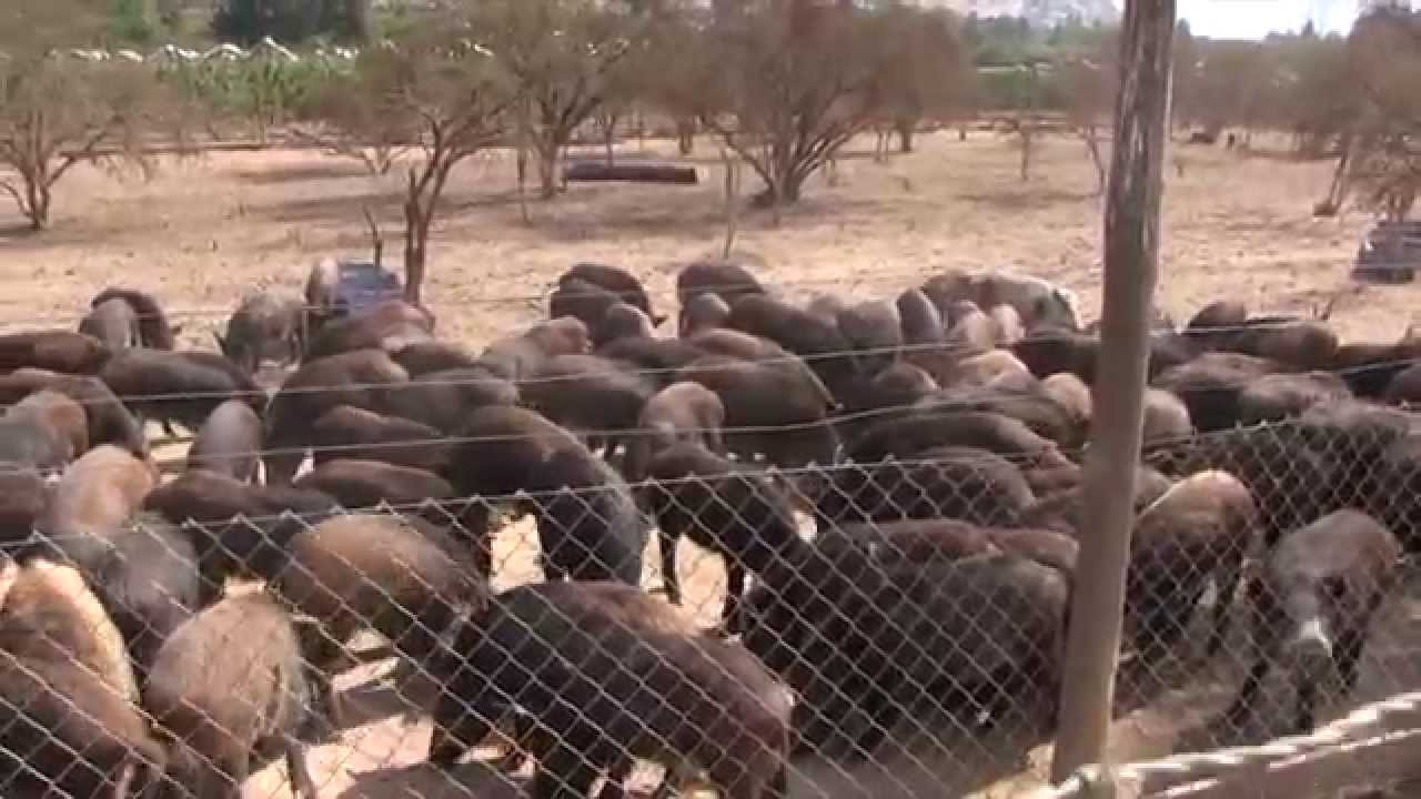 Programa Portal del Campo, Capítulo Jabalies