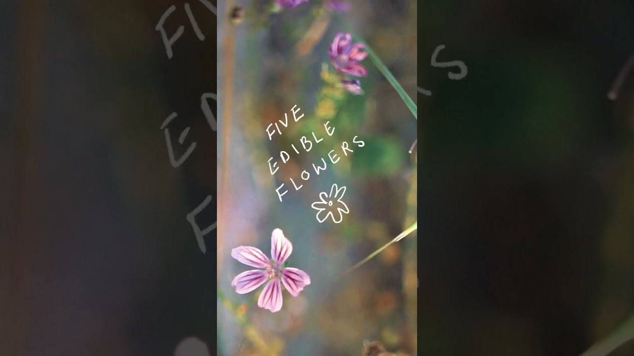 Edible flowers, common edible flowers for recipes