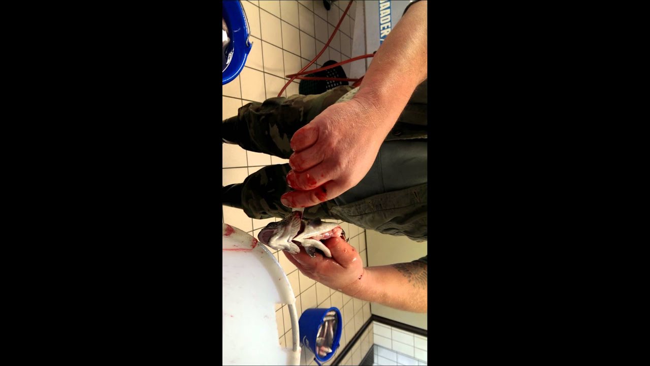 Forellen(Lachs,Saibling etc.)ausnehmen vom Profi