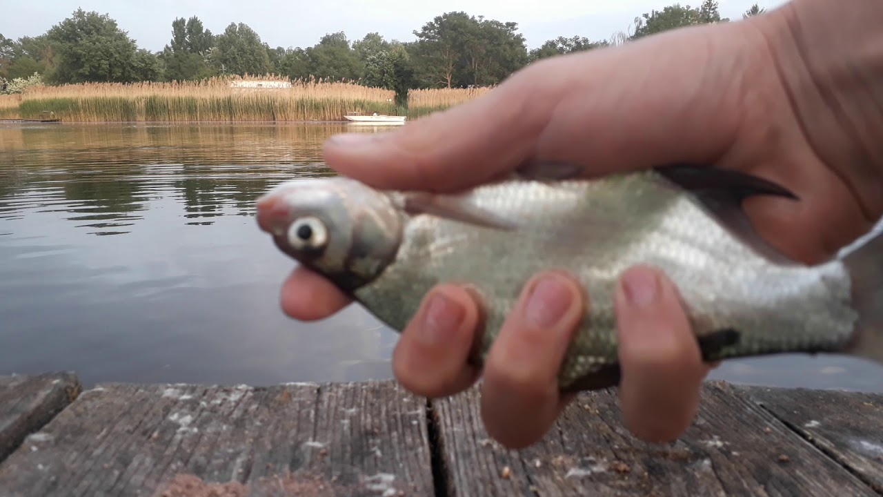 Horgászat #4 úszózás és pergetés 🎣