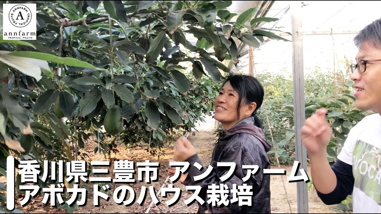 【アンファームさんコラボ2】香川県三豊市で作るアボカドのハウス栽培！露地栽培との違い【大規模栽培！】Green house cultivation of avocado made in Japan.