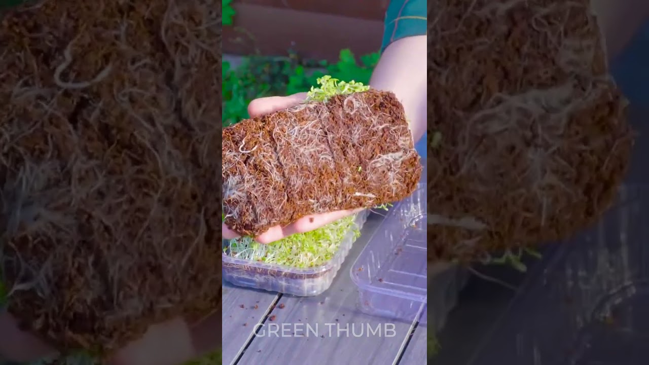 Genius Eco-Friendly Garden Hacks for Sustainable Living