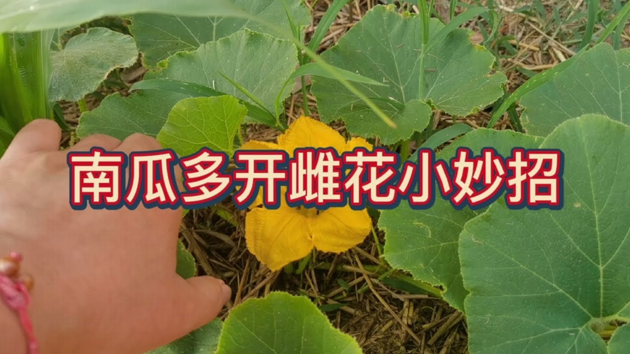 種植南瓜雌花少雄花多，管理期間做好這幾點，雌花開的多結瓜多產量高