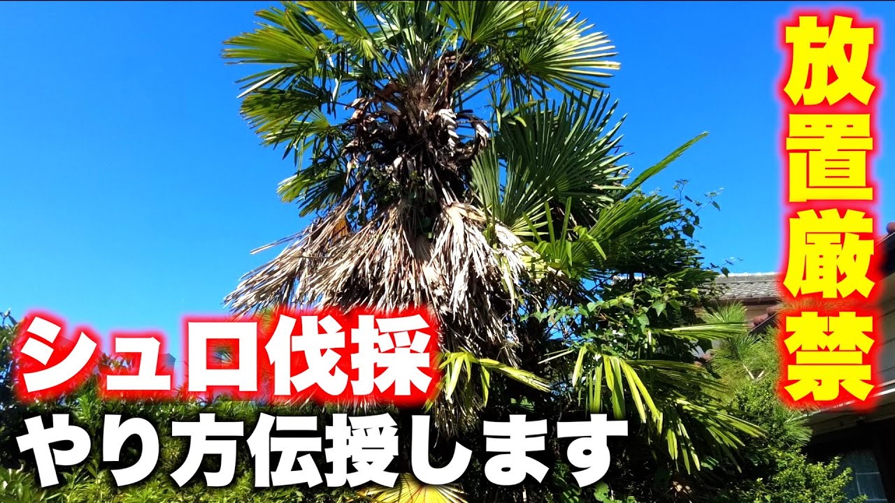【シュロ伐採】分かりやすく説明します！