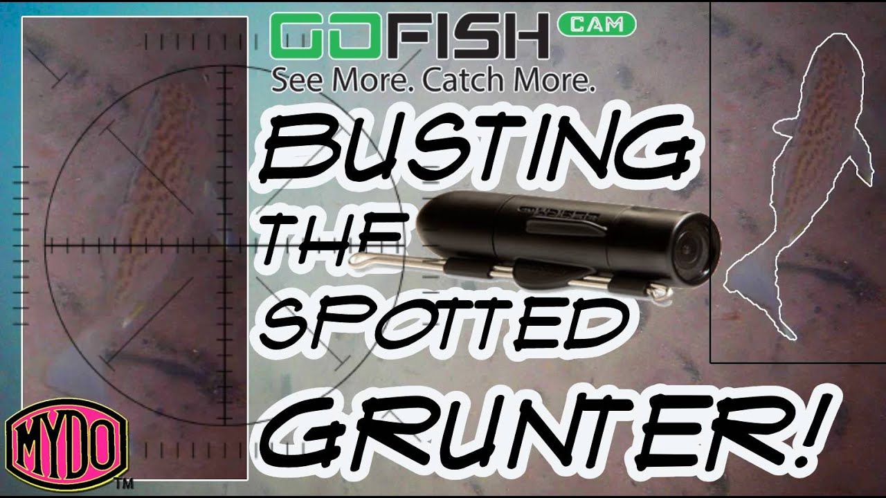 Busting the Spotted Grunter on the 1st bank Umzimkulu Estuary