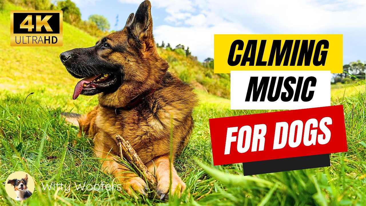 Calming Relaxing Music for Dogs 🐕 Soothe Your Pet with Witty Woofers