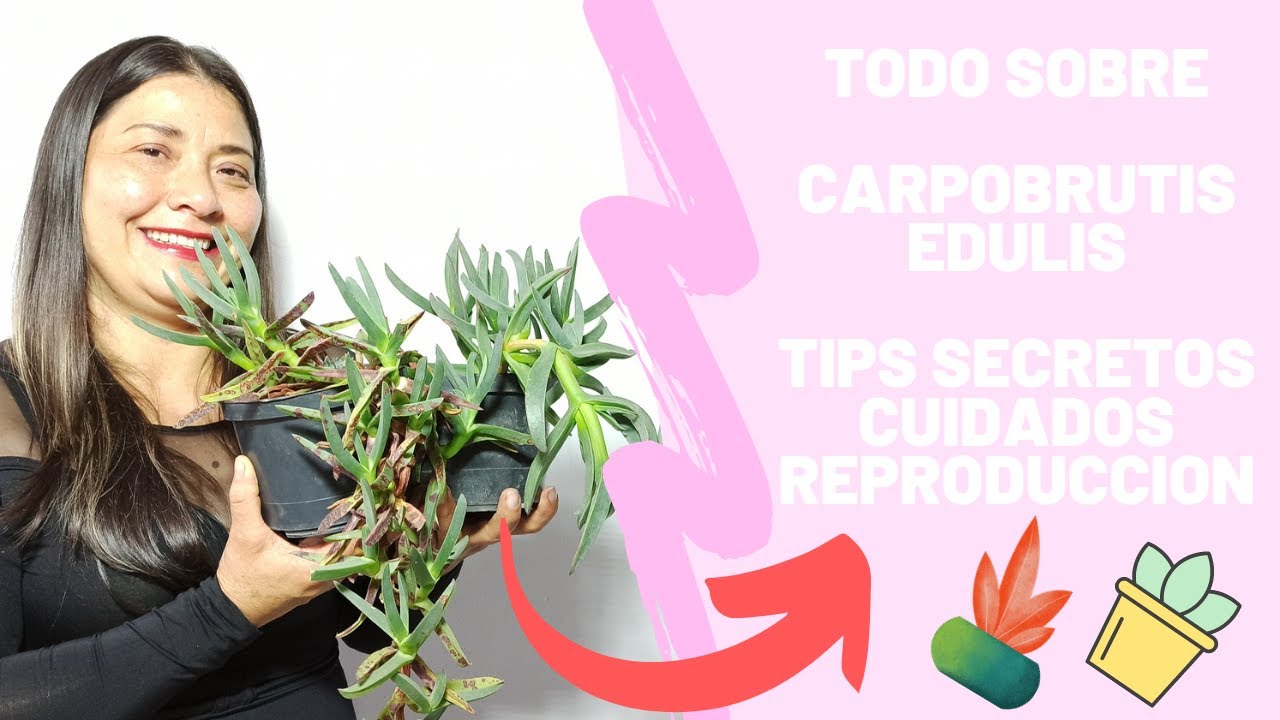 Suculenta Triangular Carpobrutus Edulis Cuidados y reproducción