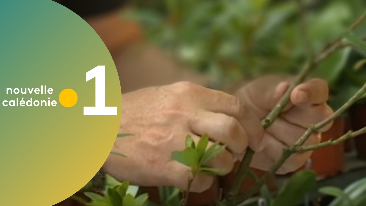 30 - Astuce jardinage : Le marcotage
