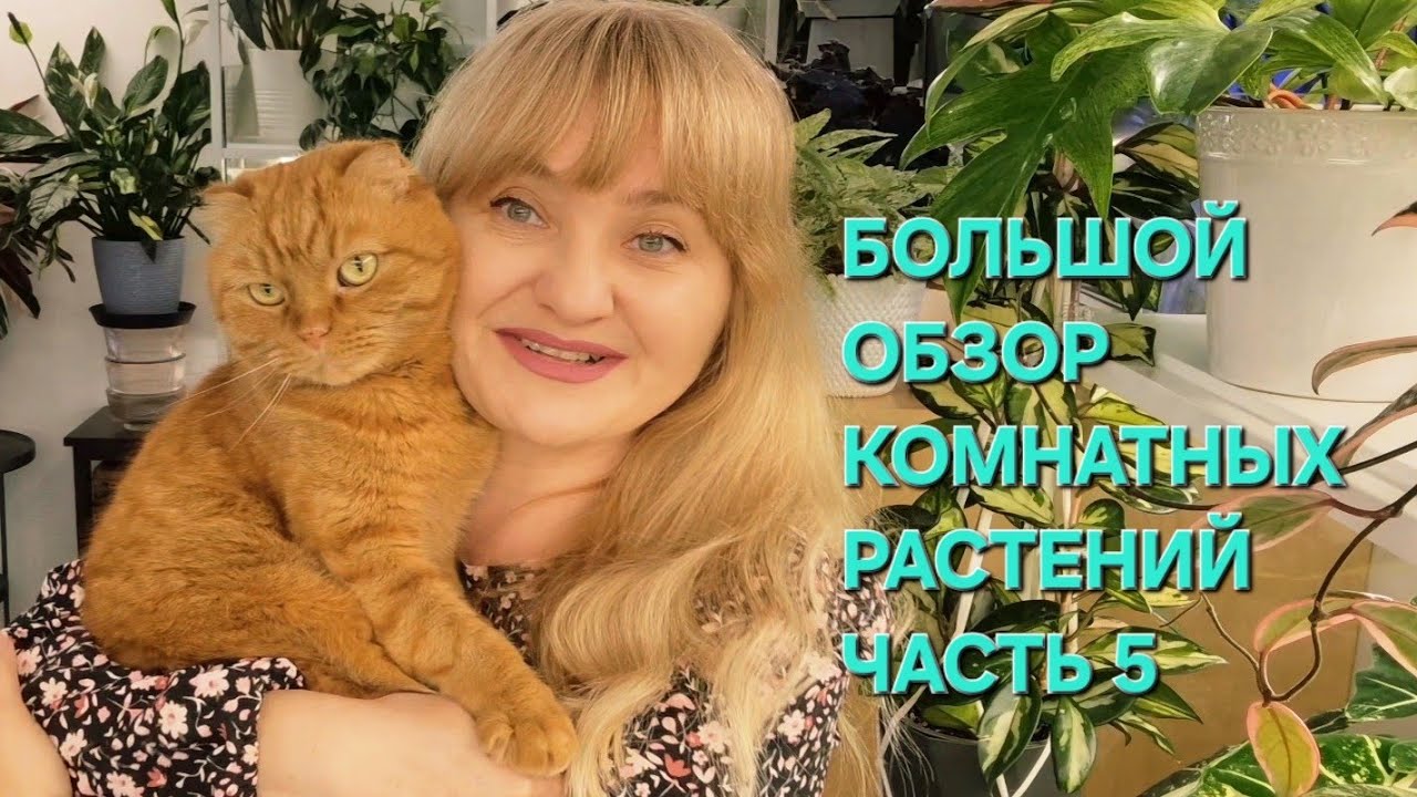 🍀БОЛЬШОЙ ОБЗОР КОМНАТНЫХ РАСТЕНИЙ ЧАСТЬ 5. ЗАКЛЮЧИТЕЛЬНАЯ. 
