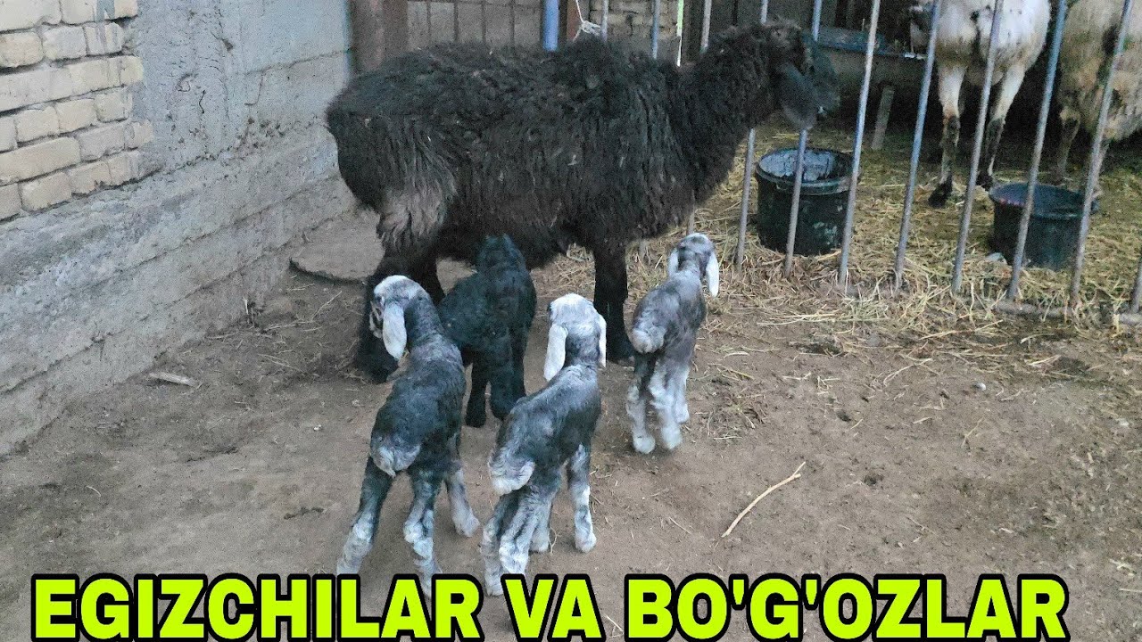 Ortiqjon ukamizdan egizchi ona bola va bo'g'oz qõylar 25февраля 2026 г.