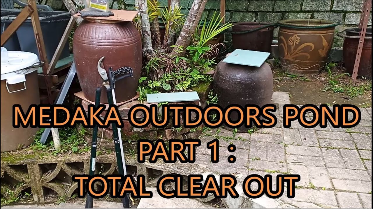 medaka outdoors pond - part 1 - total clear out