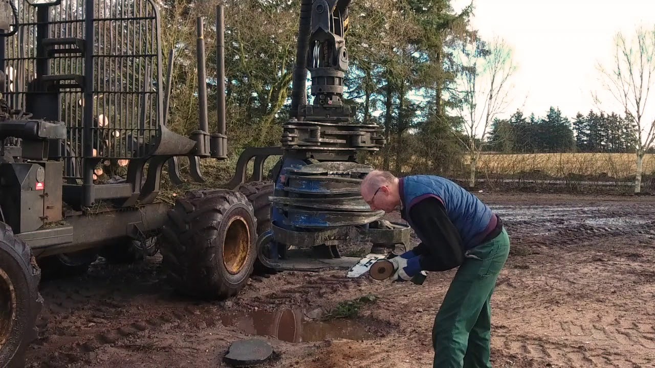 Fældning af læhegn med skovningsmaskine