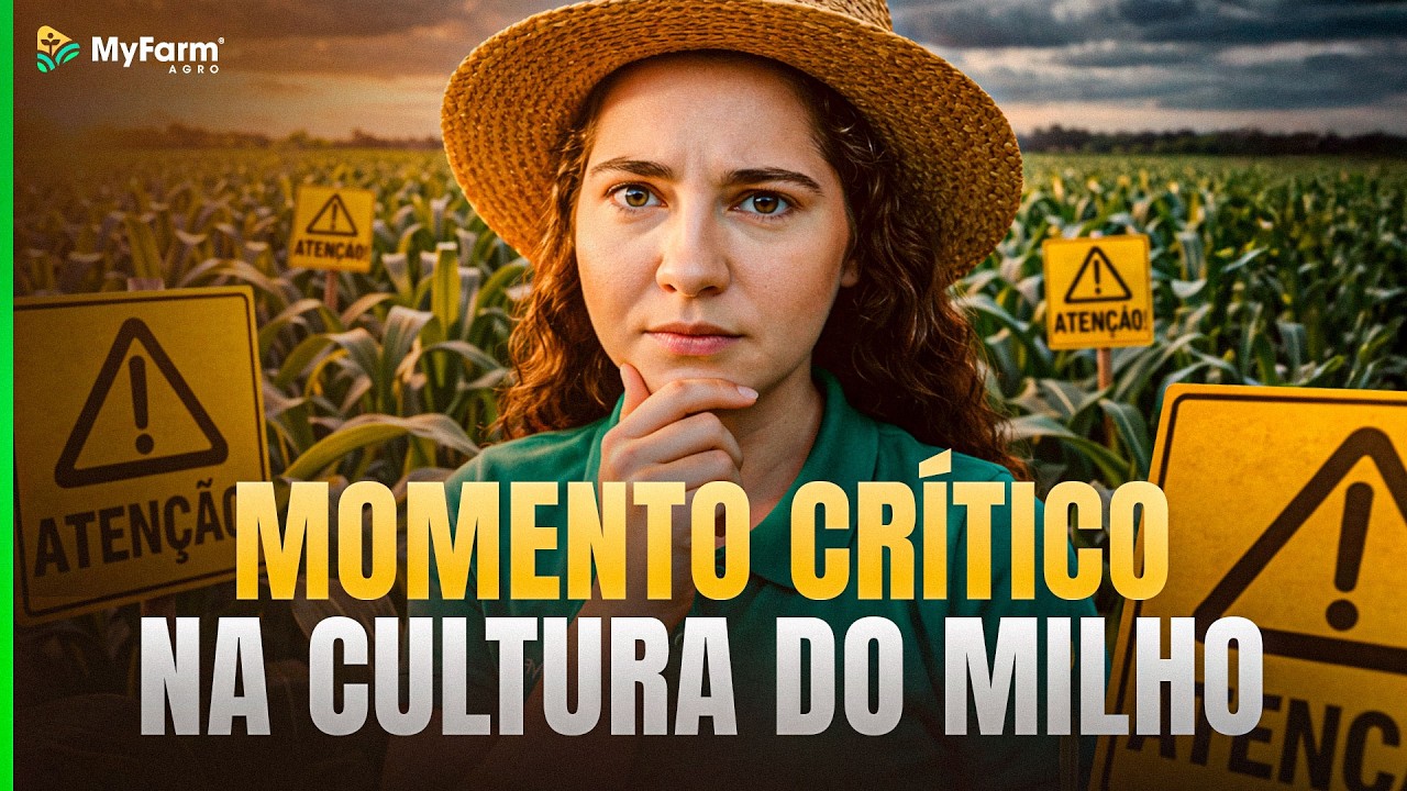 Estresse na cultura do milho: Entenda os impactos
