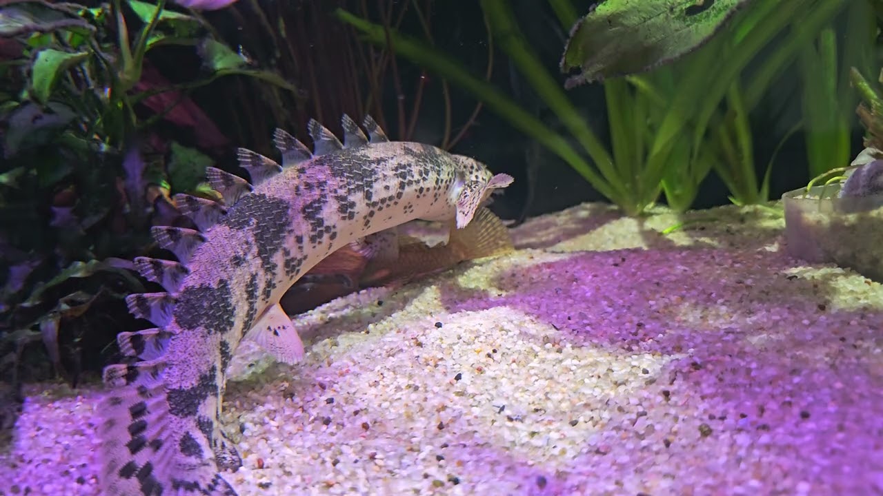 Tak wygląda kolacja Polypterusa endlicherii  cz.2