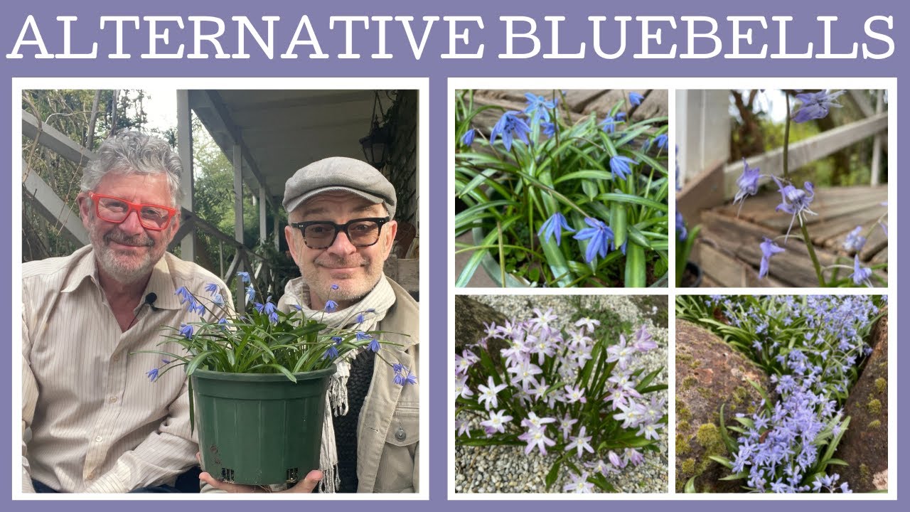 Seven alternative bluebells: interesting spring flowering species that are out of the ordinary!