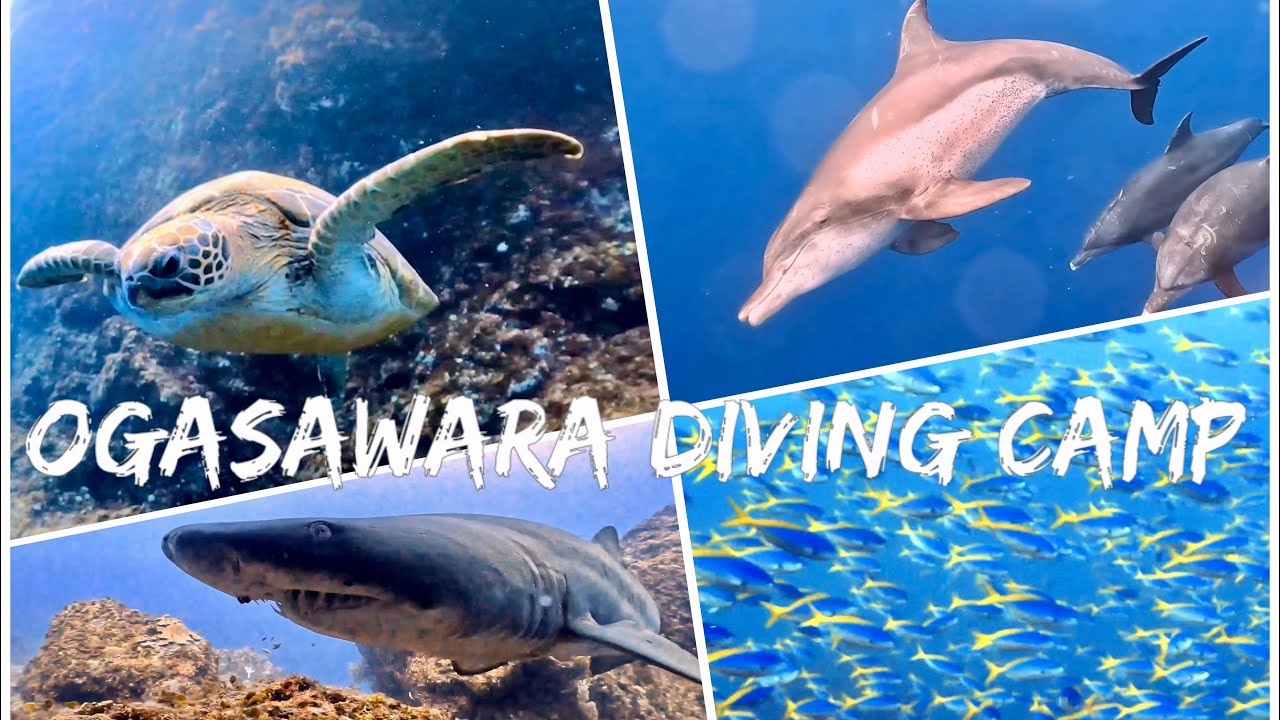 Tokyo Ogasawara Diving Camp 小笠原 ケータ ダイビング 4K