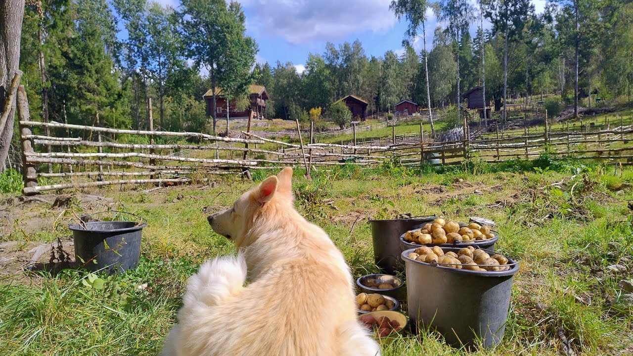 Homestead Life in Norway – Harvest & August Frost