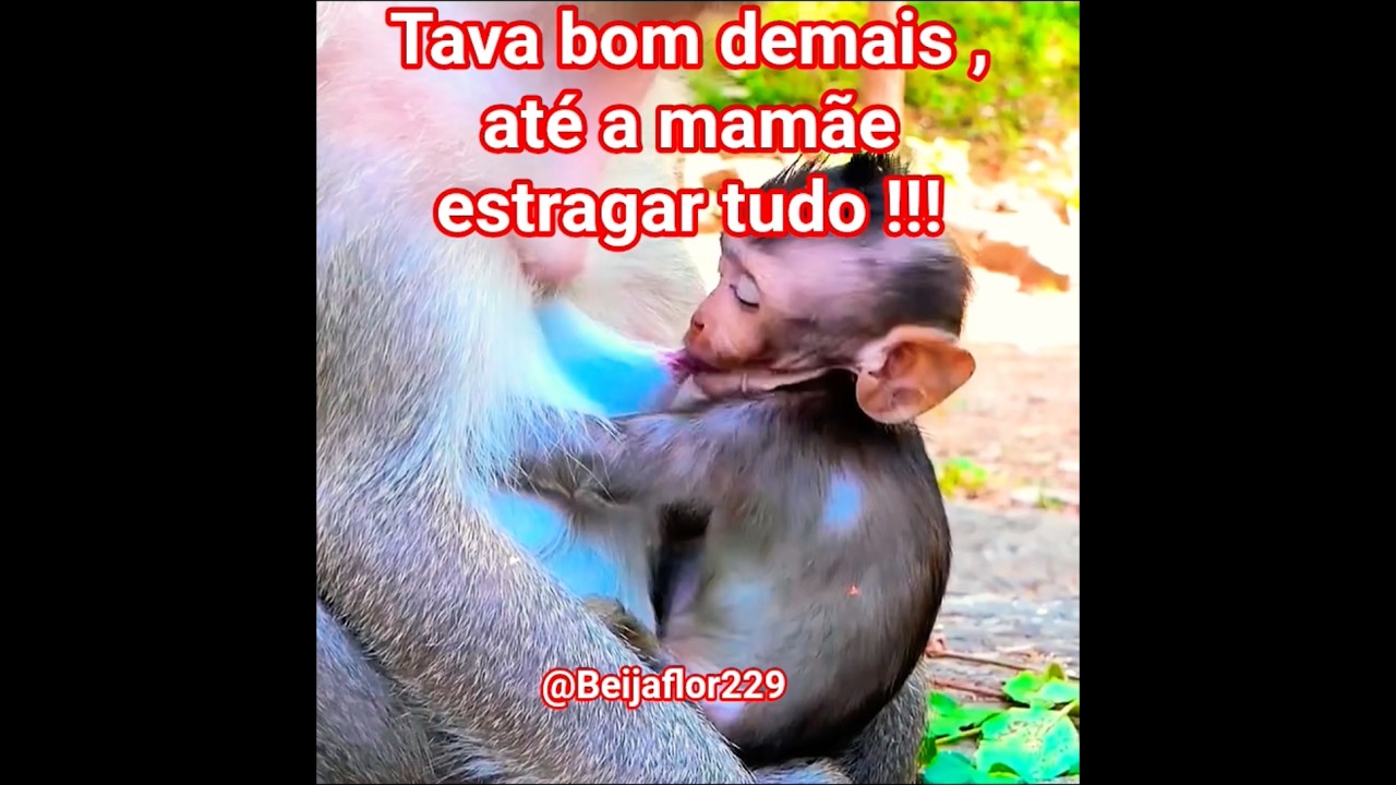 Tava bom demais , at&eacute; a mam&atilde;e  estragar tudo !!! #mamarzinho  #bomdemais  #animals  #beb&ecirc;