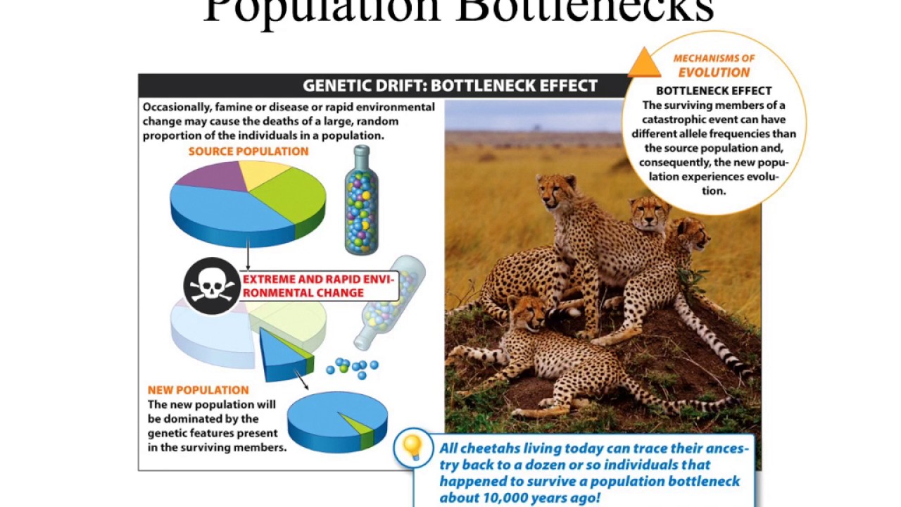 Mechanisms of Evolution