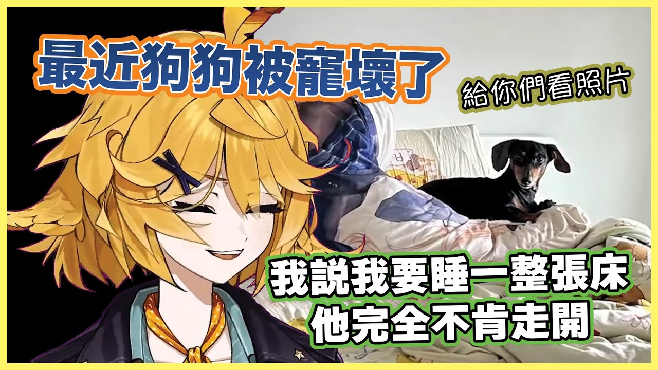 Doki搬家後狗狗整隻被寵壞🐶霸着床不讓主人睡還抱着Doki的全身抱枕【Dokibird 中文】