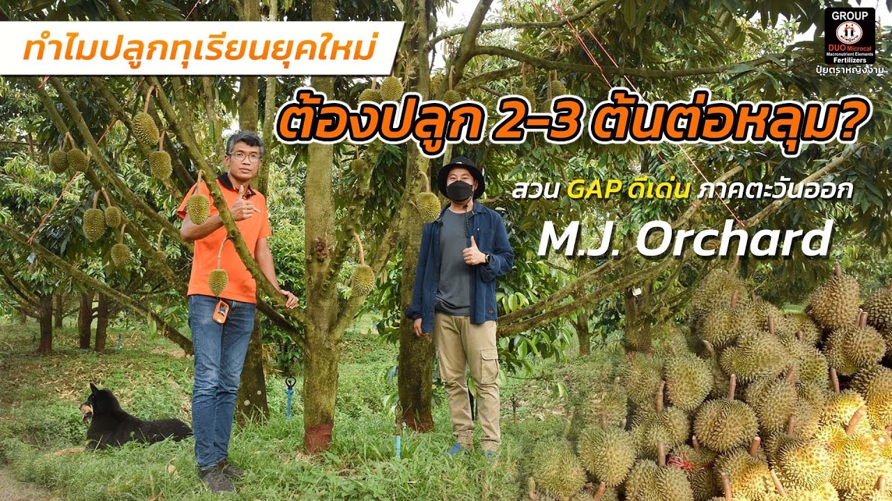 ปลูกทุเรียนยุคใหม่ ทำไม⁉️ต้องปลูก 2-3 ต้นต่อ 1 หลุม❓ M.J. Orchard สวน GAP ดีเด่น อ.เขาสมิง จ.ตราด