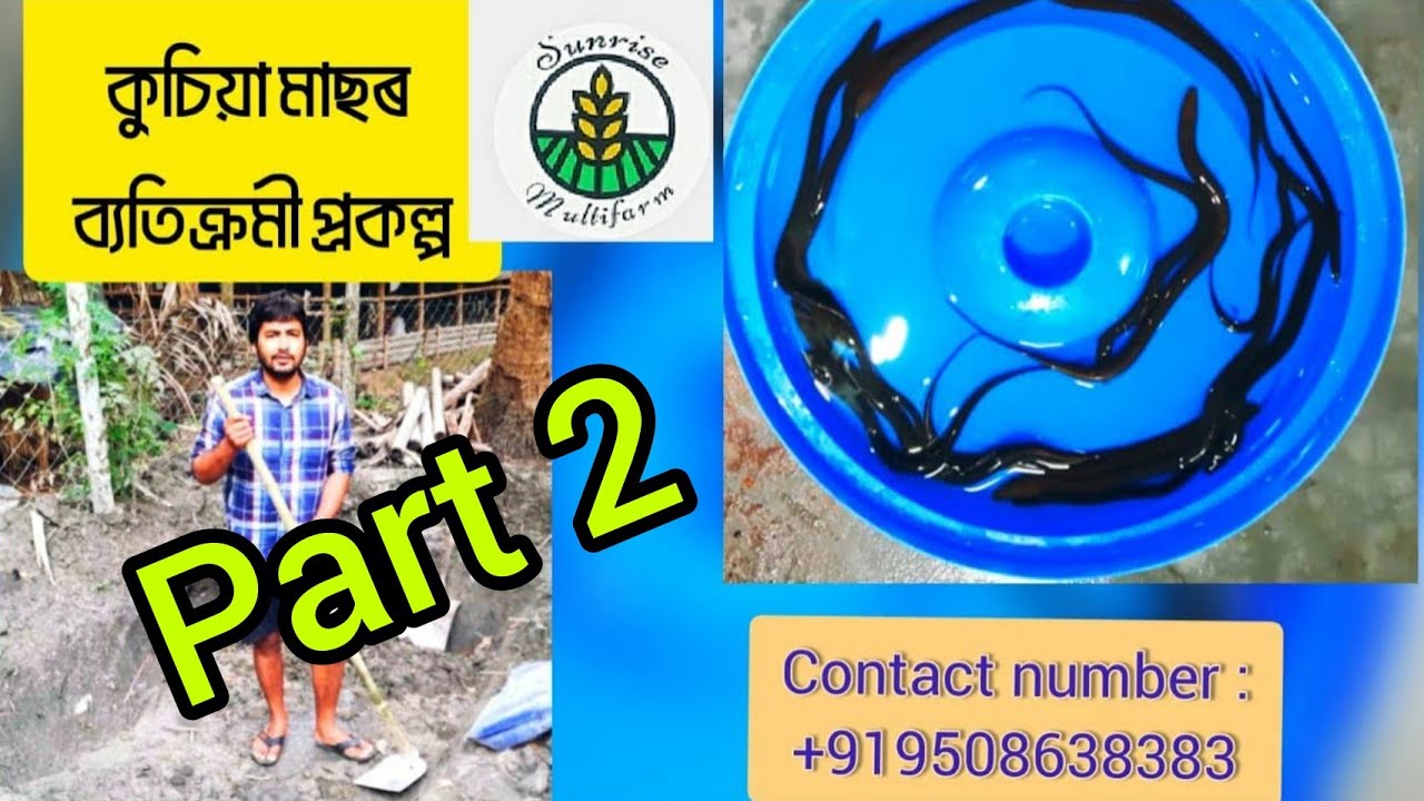 কুচিয়া মাছ পালনৰ ফলাফল // Result of Kushia/Eel Culture, Assam