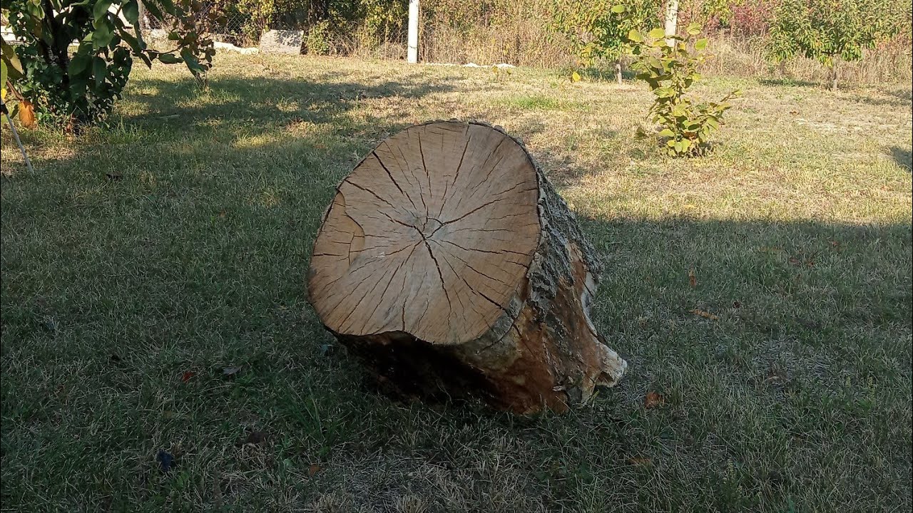ОРИГИНАЛЬНЫЙ ПОДАРОК из среза дерева!!! ORIGINAL GIFT from a tree cut !!!