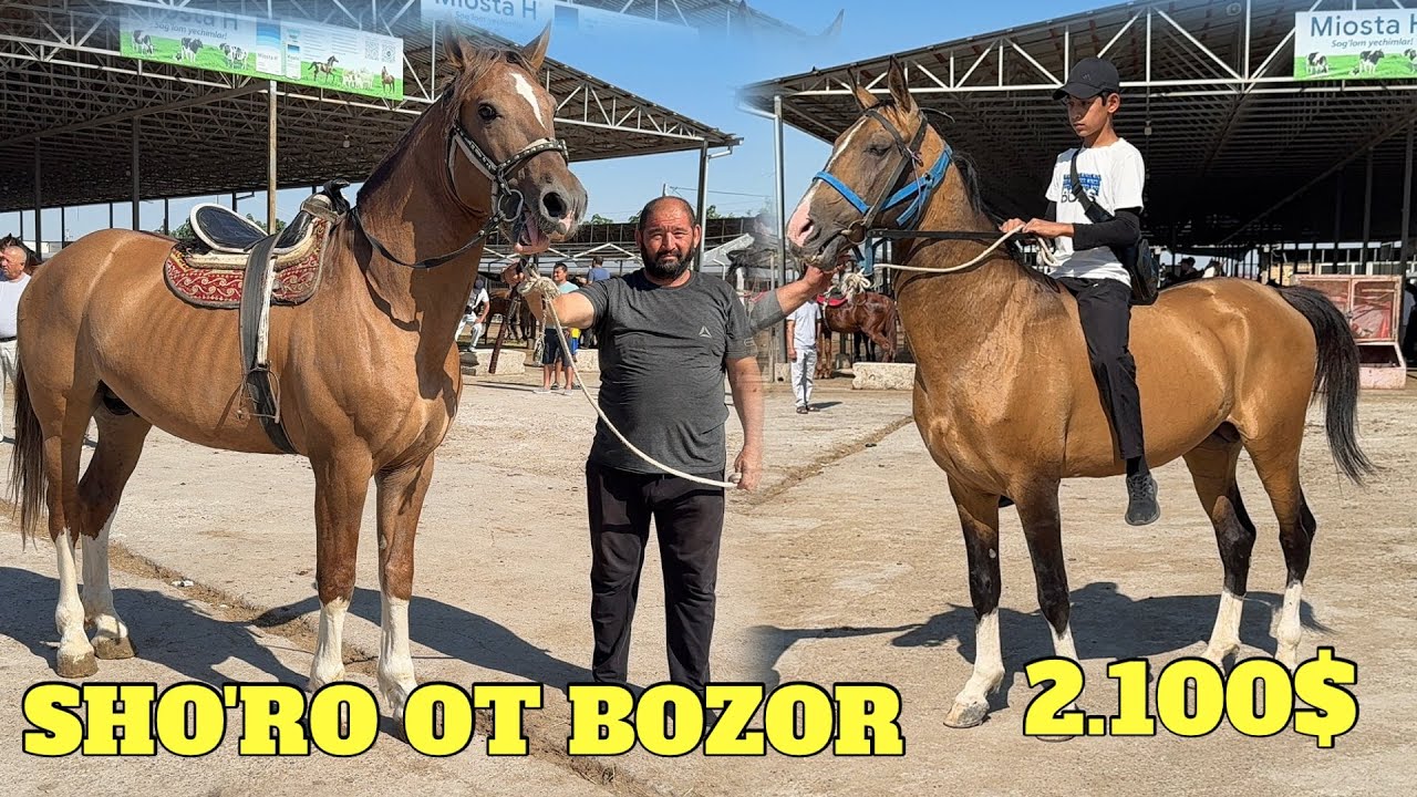 SHO'RO OT BOZOR AXALTEKIN RASISKIY BARAKALAR ZO'R BO'LDI IBROXIM BAXTIYOR SHERZOD AKALAR JANGDA UFC