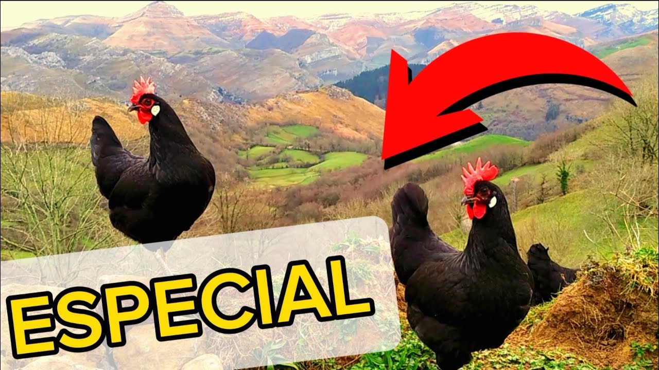 23-🏡POLLITOS de GALLINA CASTELLANA❤️Nuevo ESPACIO en el GALLINERO🏠REHABILITACIÓN CABAÑA de PIEDRA