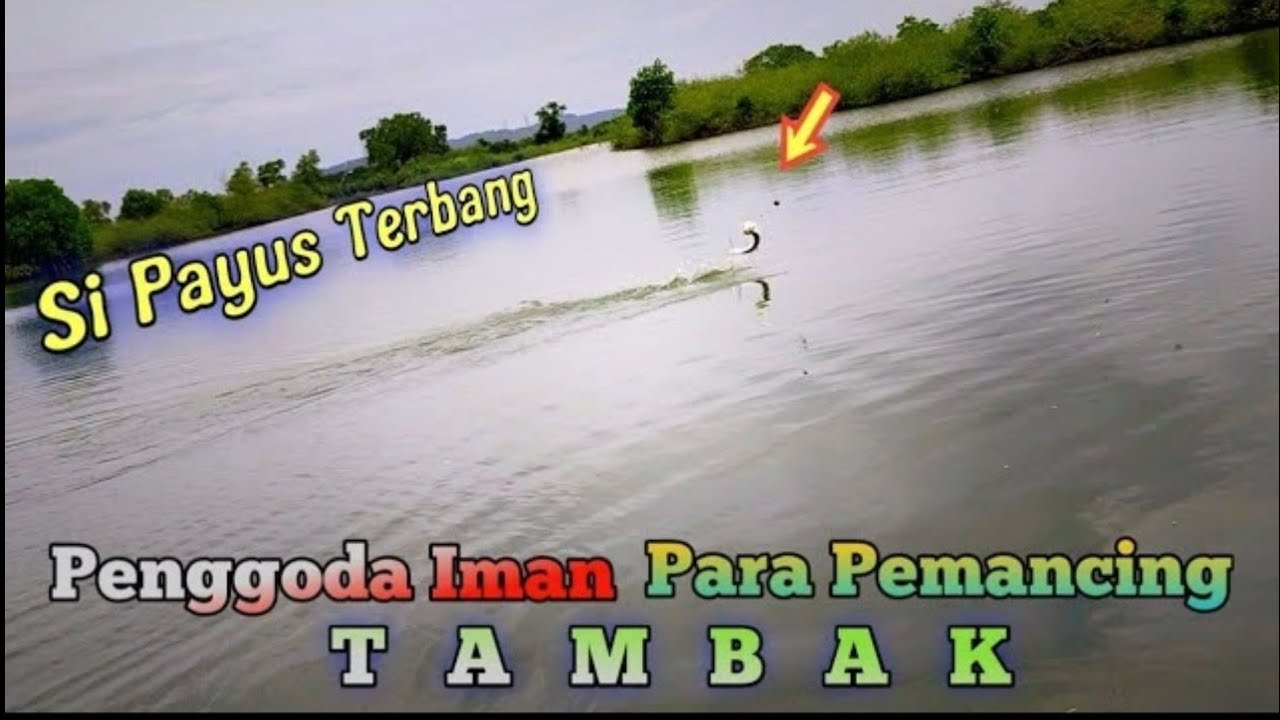 Umpan Mancing Ikan Payus - di jamin strak - untuk spot tambak