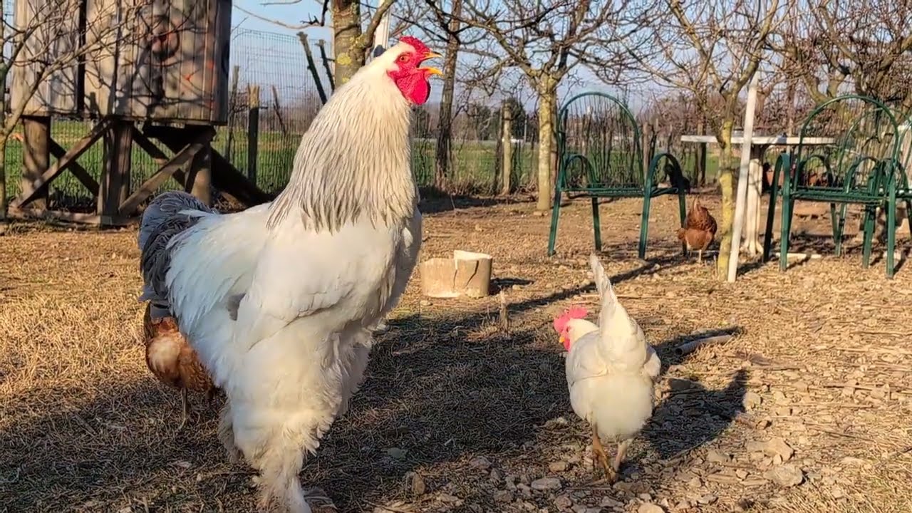 Different Breeds of Roosters Crowing in the Morning