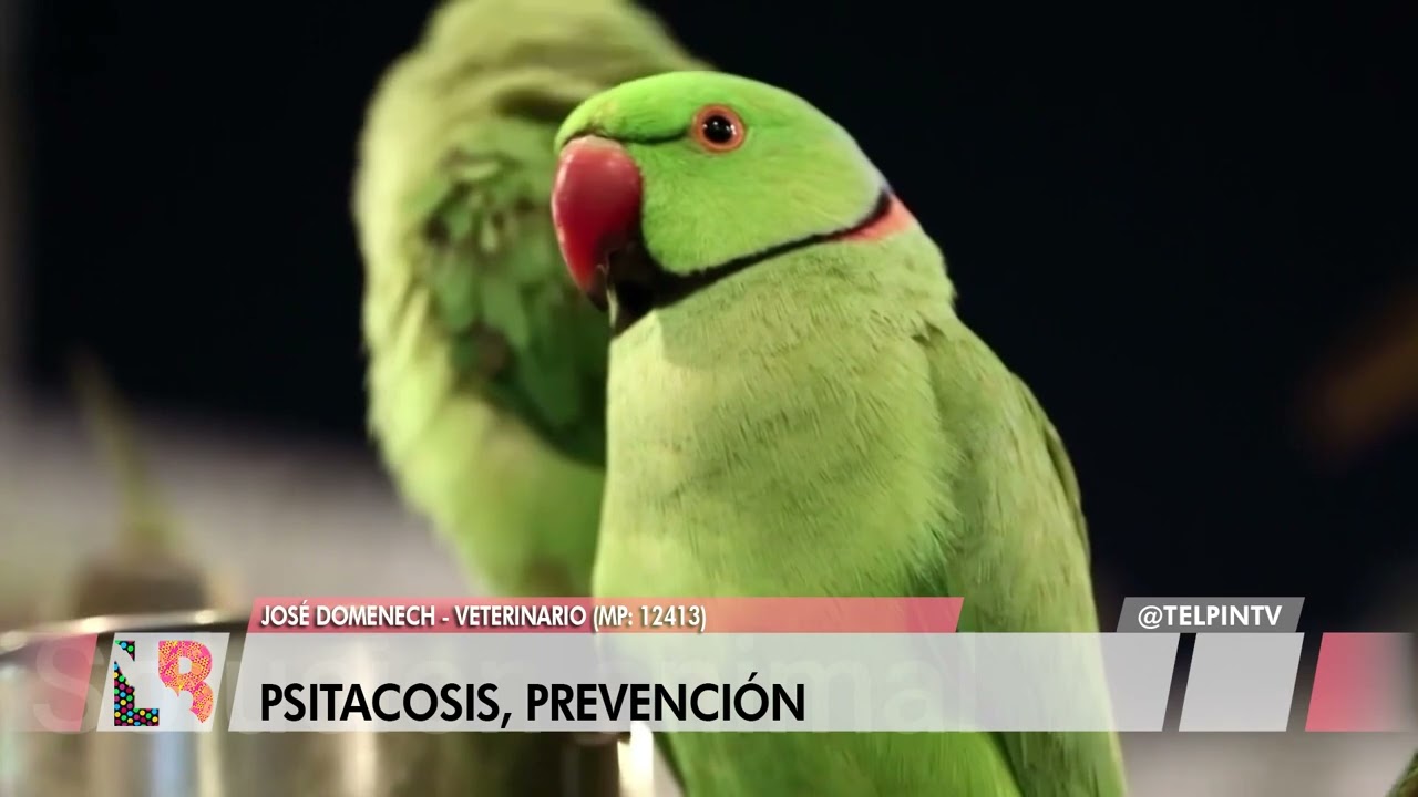 ¿QUE ES LA PSITACOSIS?