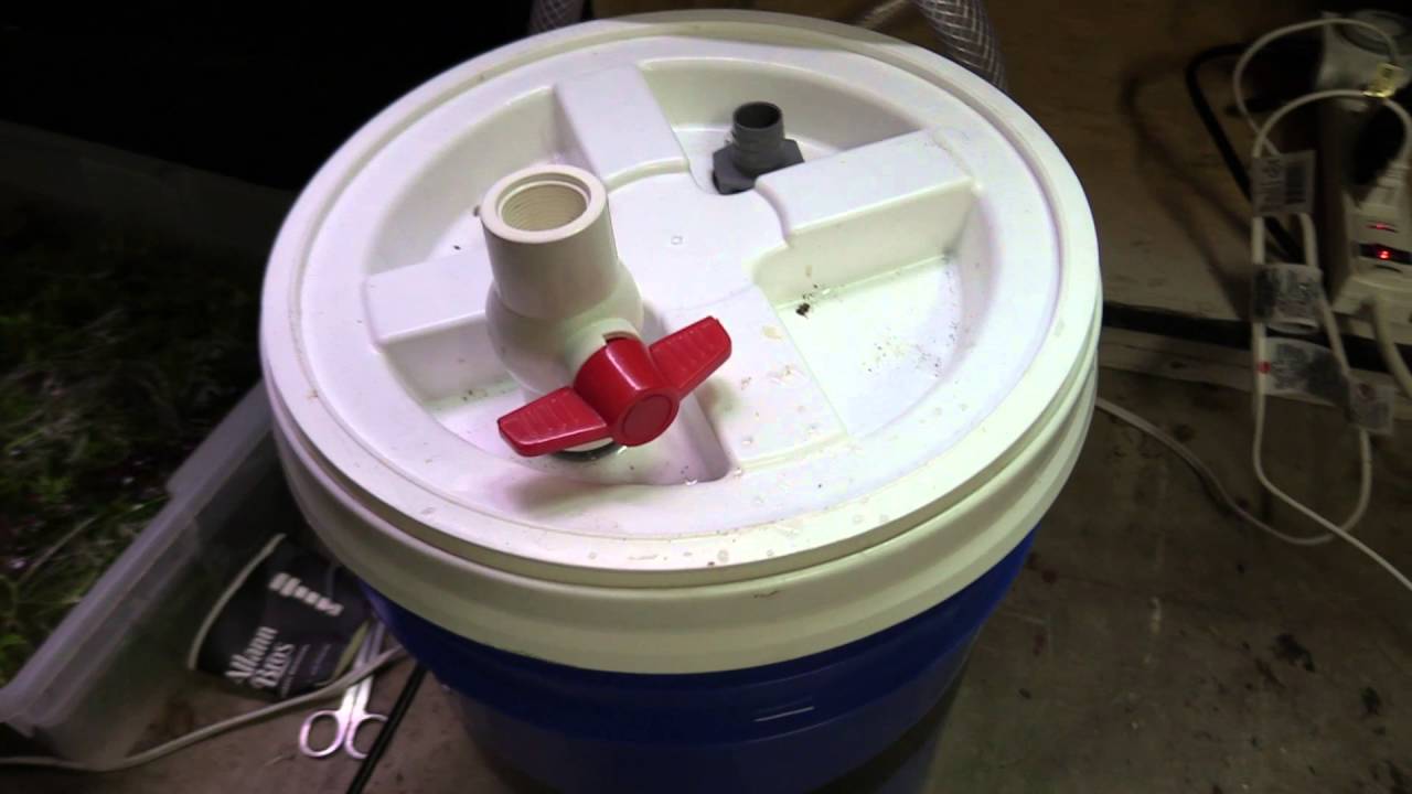 125 Gallon Freshwater Planted Aquarium Packed With Fish!