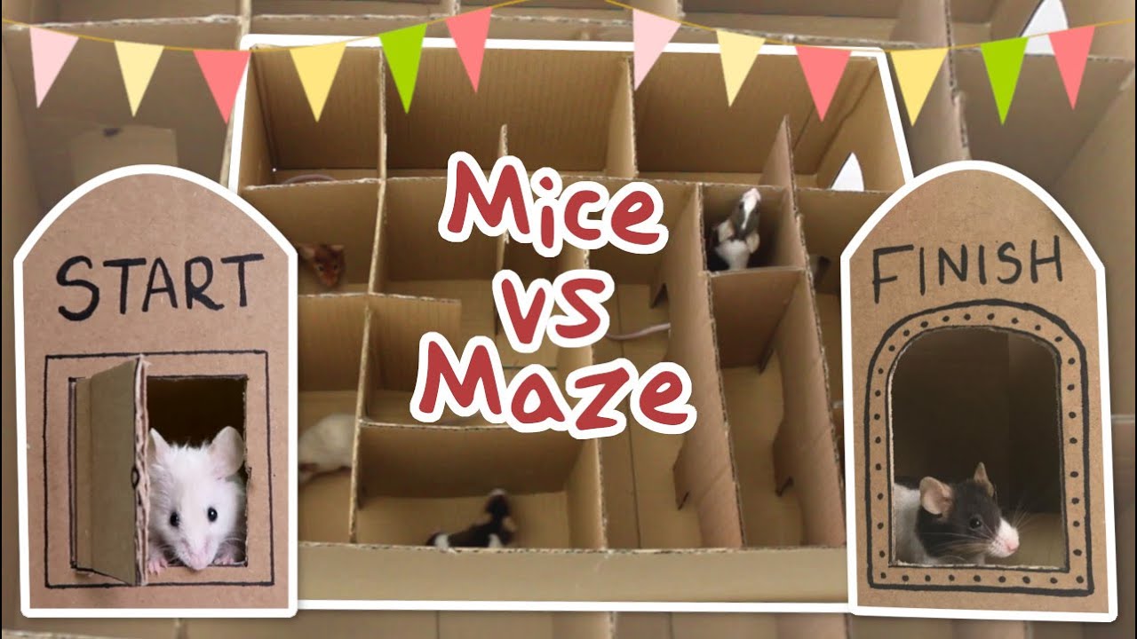 Mice vs Maze - Who will complete it the quickest?