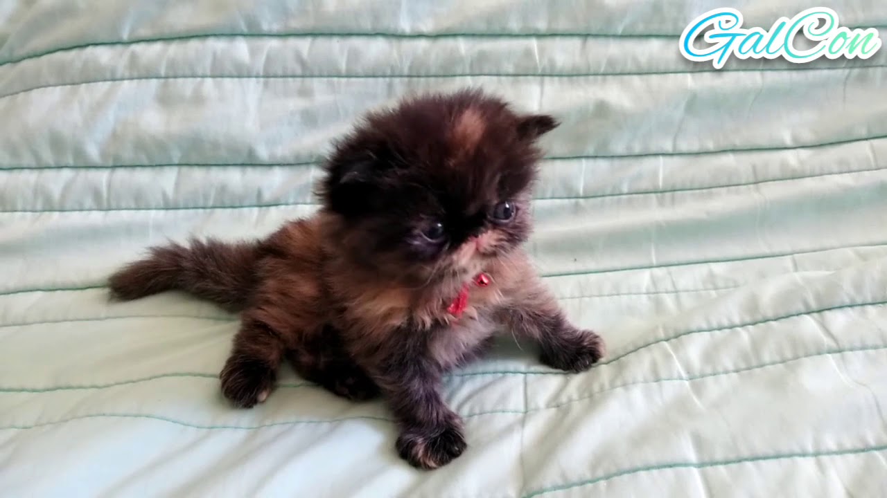 Gatita persa Carey , Torttie , Concha de tortuga