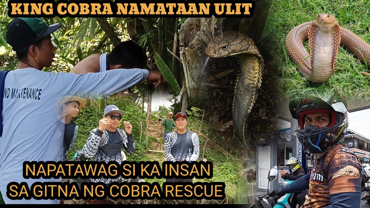 KING COBRA SA QUEZON HALUS I.5 COKE DI UMANO ANG LAKI #cobraprince #tolcobra #cobraking