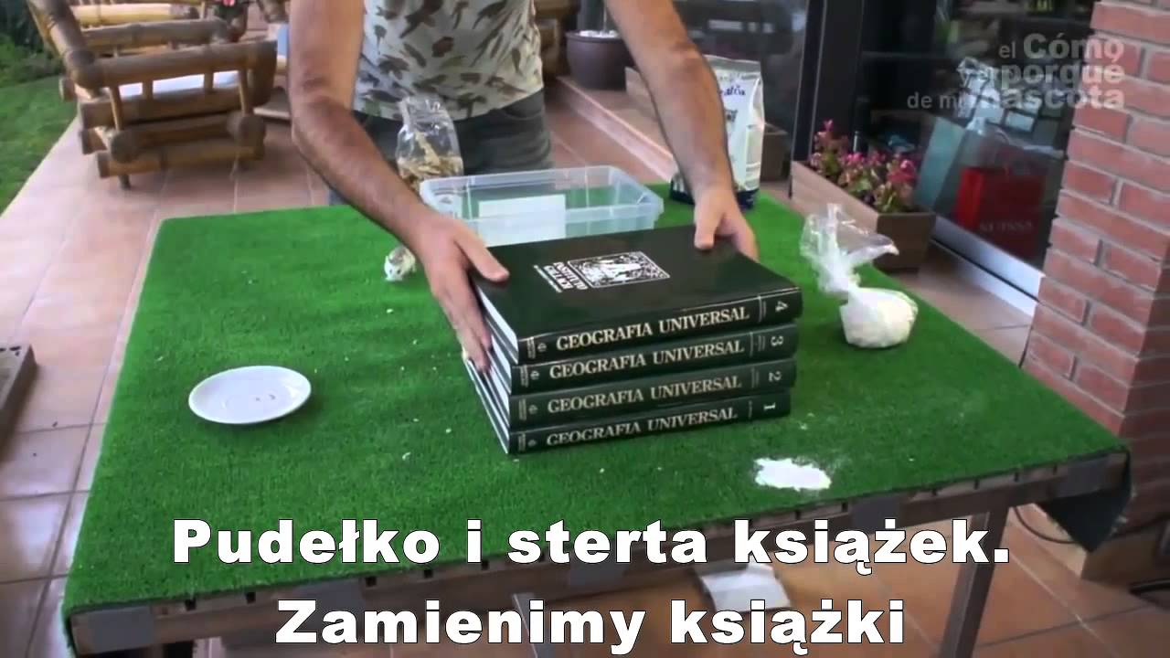 CHOMIKI – Jak znaleźć zgubionego chomika