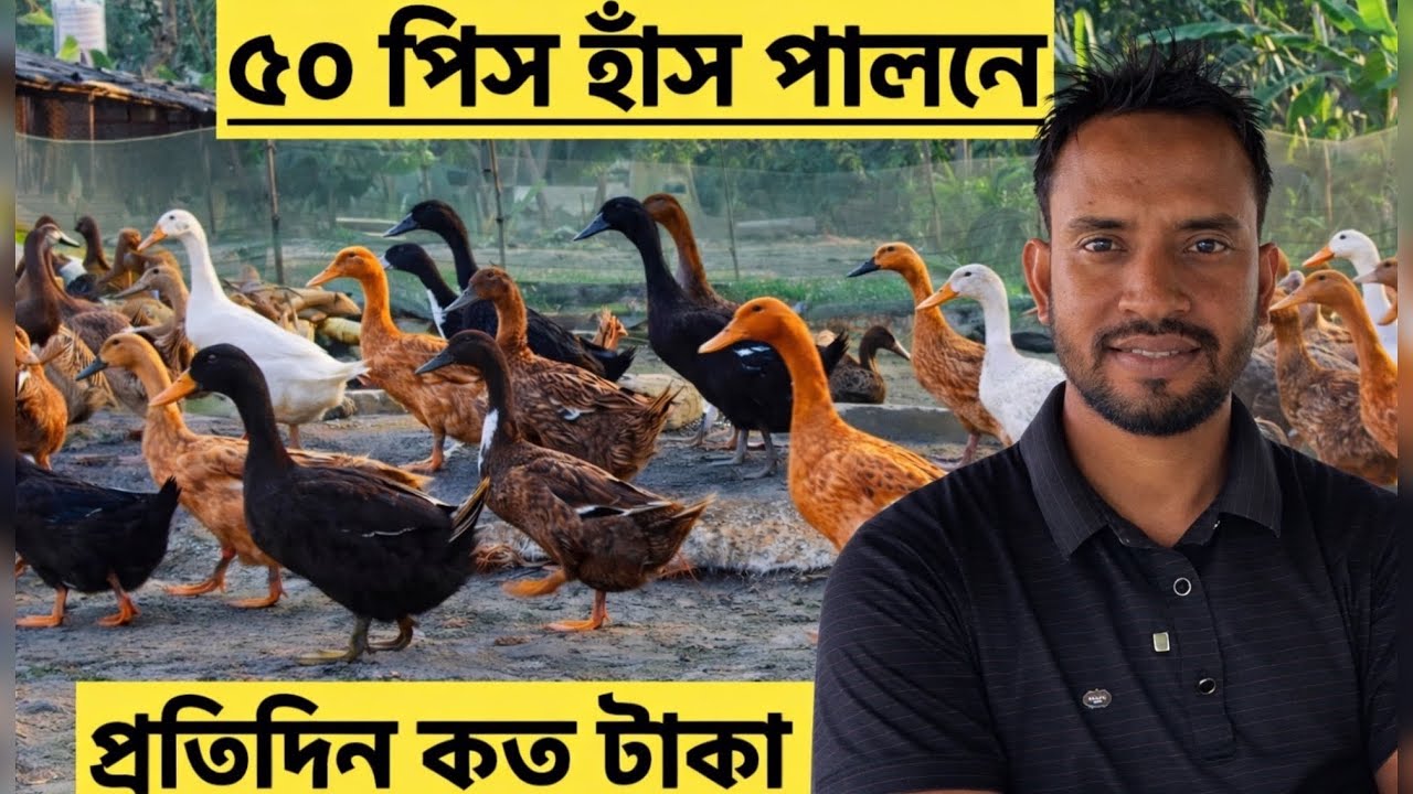  ৫০ পিস হাঁস পালনে প্রতিদিন কত টাকা লাভ হবে এ টু জেড হিসাব|হাঁসের খামার|duck farming in Bangladesh 