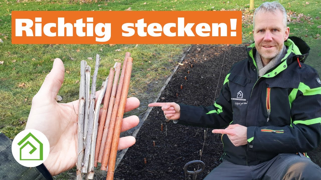 Sträucher über Steckholz vermehren: Die einfachste Vermehrungsmethode!